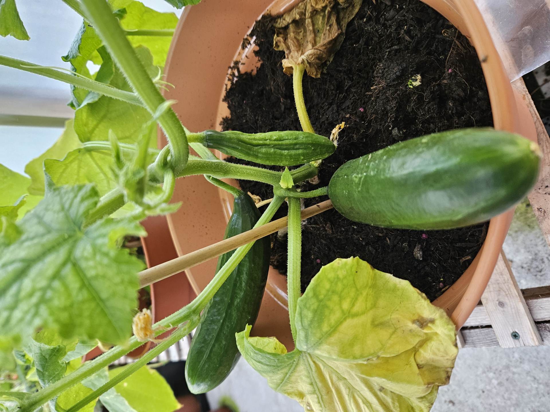 Fresh Cucumbers 